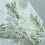 nenufar