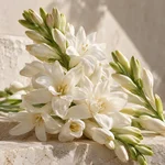 tuberosa